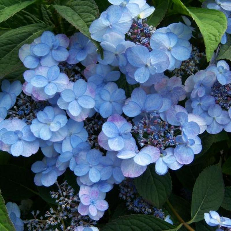 Гортензия пильчатая Саммер Глоу